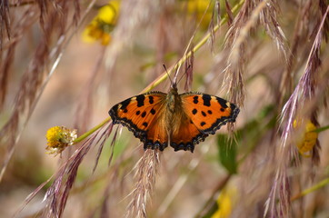 Obraz premium vida y naturaleza