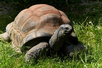 Riesige kriechende Schildkröte hart gepanzert faltige Haut