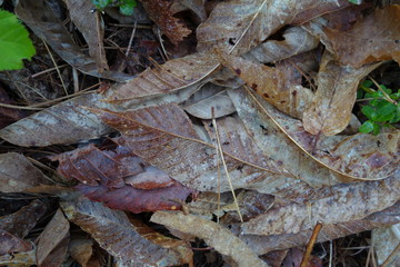 森の中の落ち葉