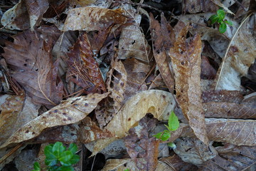 森の中の落ち葉