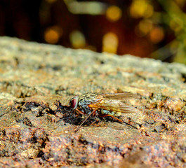Kleine graue Fliege