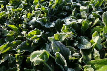 霜の降りた野草の葉