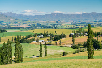 High hill green natural landscape with mountain background, New Zealand Inland