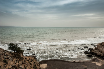 Dried tree root on the Atlantic coast near Essaouira, Morocco.