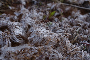 霜柱クローズアップ
