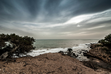 Dried tree root on the Atlantic coast near Essaouira, Morocco.