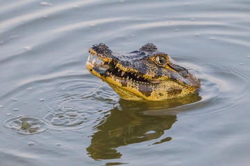 Yacare Caiman with fish in the Pantanal