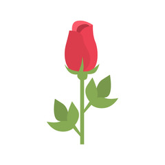 Rose color vector icon. Flat design