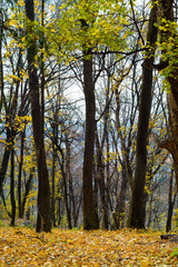 Fototapeta premium Day in the autumn park