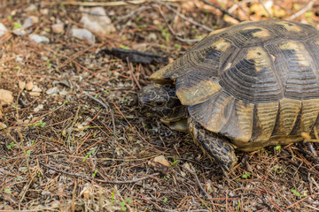 wild animal turtle portrait in dry forest outdoor park landscape in tropic Mediterranean district of the Earth