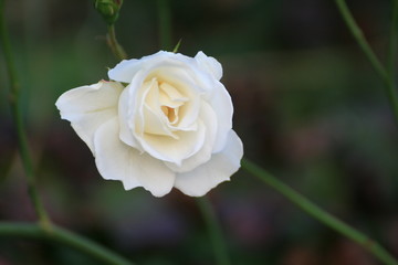 Weiße Rose