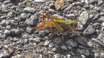 Primo piano di un grande grillo verde sui sassolini