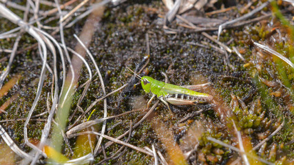 Grillo verde in primo piano sul prato