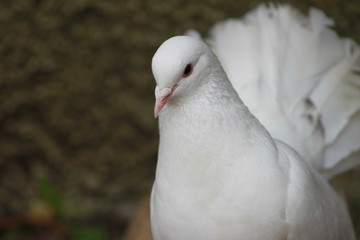 Animali