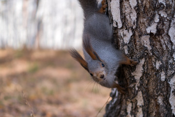Squirrel sitting on a tree