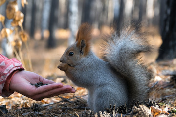 Naklejka na ściany i meble squirrel eats from hand