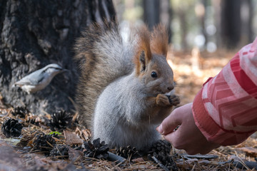 Squirrel eats from hand