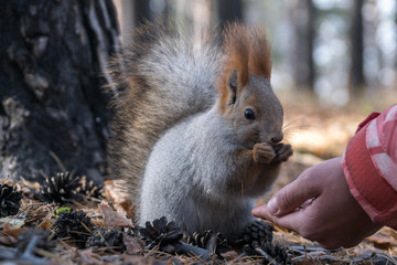 Squirrel eats from hand