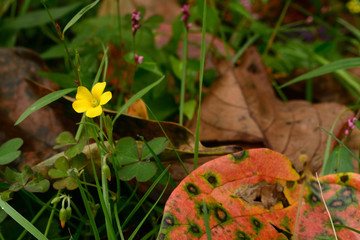 Fallen leaves and sleeping beauty.