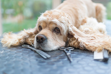 Portrait of cute American Cocker Spaniel dog  lying on the grooming table with scissors lying in front of him