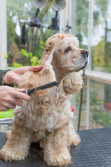 Combing the long ears of the American Cocker Spaniel. Vertically.