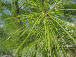close to a pine tree