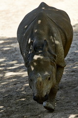 Nashorn gehend gepanzert dick kolossal Portrait