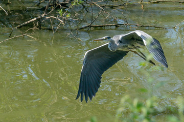 Heron fying over a pond, Belfort