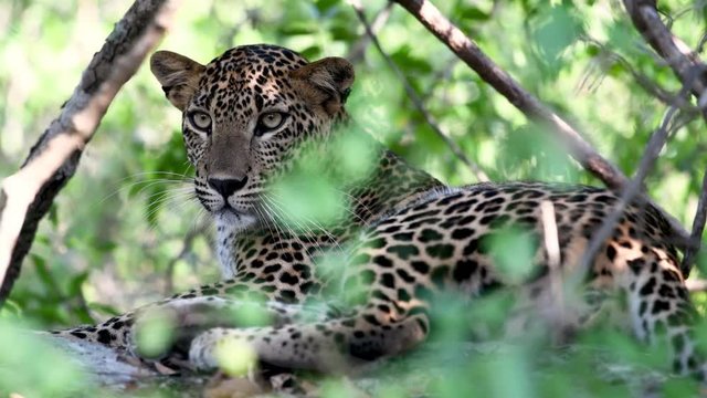 Closep view of ceylon female leopard 