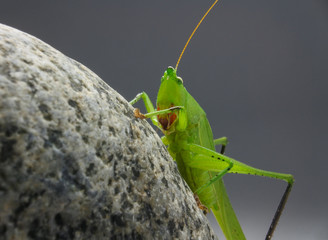Green grasshopper closeup