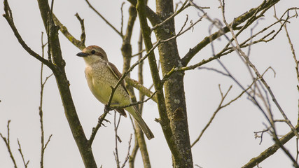 Averla piccola posata sul ramo di un albero che osserva lontano