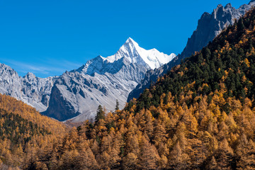Obraz premium Beautiful view snow peak with autumn leaves in yading nature reserve, Sichuan, China.