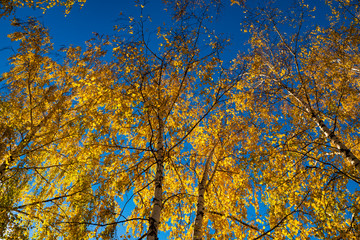 Russian birches, mellow autumn