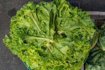 Fresh Vegetable In market