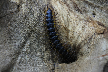 Dark tropical millipede