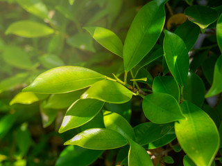 closeup treetop background from natural