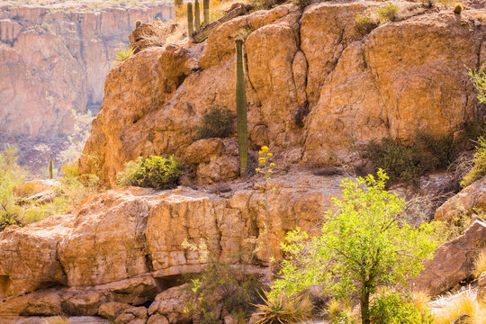 Arizona desert is diverse red slick rock cliffs surround Canyon Lake in the wilderness east of Phoenix with desert plants adding to the beauty of these landscape photographs