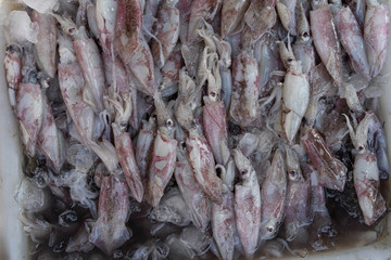 small Squid seafood in market