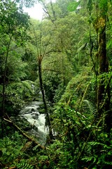 Fototapeta premium Rio selva