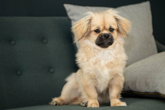 Close Cute Tibetan Spaniel Stock Photo by ©YAYImages 259621010