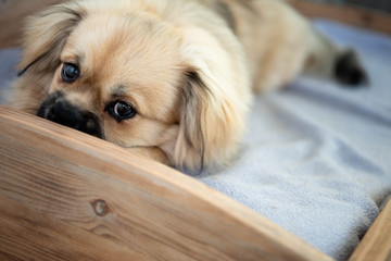 puppy eyes coming from young tibetan spaniel - skewed angle