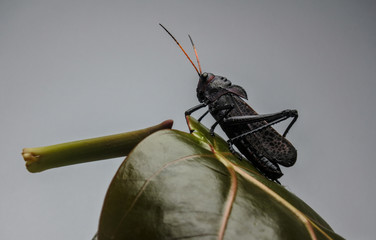 Poisonous jungle grasshopper