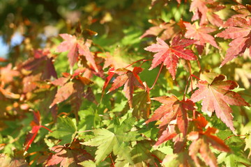 赤色のもみじの葉