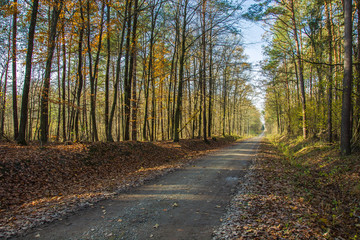 Road through an autumn forest