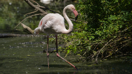 Fenicottero rosa che cammina nello stagno