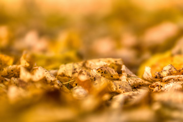 Herbst