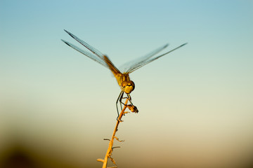 dragonfly in its habitat with macro