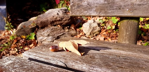 Waldbank Herbst wood texture