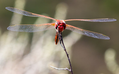 dragonfly in its habitat with macro