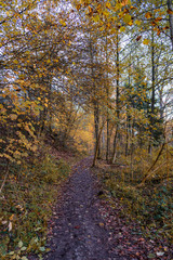 Forest path with trees in autumn